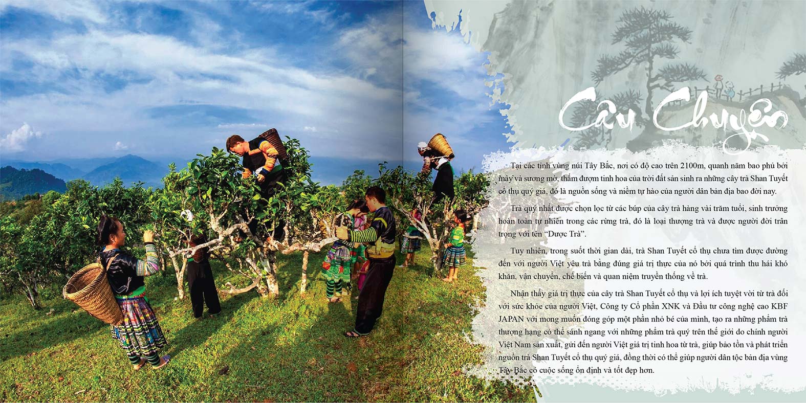 catalogue tra shan tuyet 03