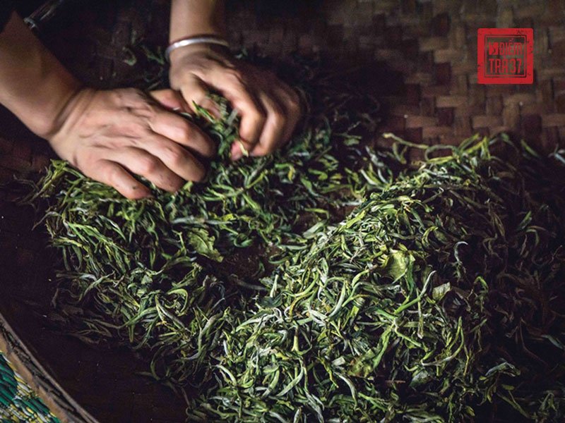 Quy trình chế biến lục trà – trà xanh