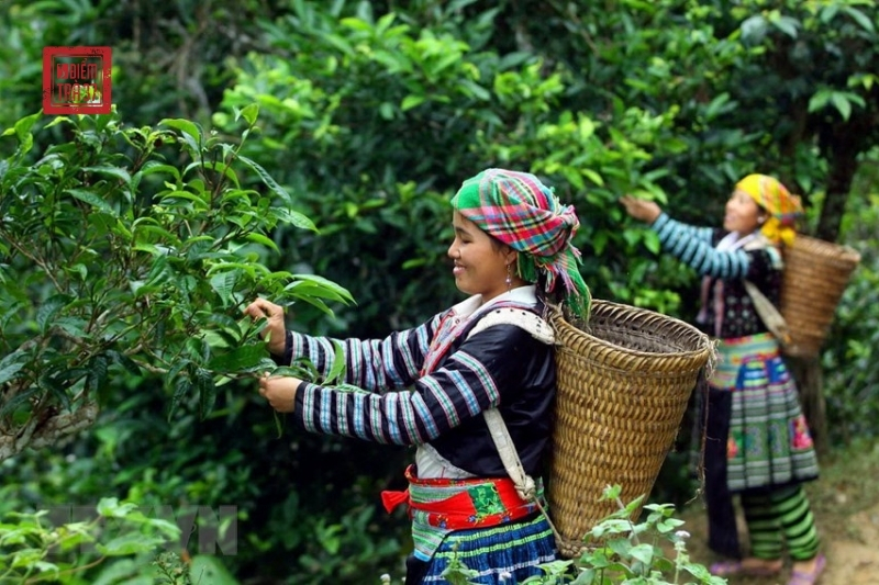 Chè shan tuyết cổ thụ Khám phá tuyệt phẩm trà trên đỉnh núi cao